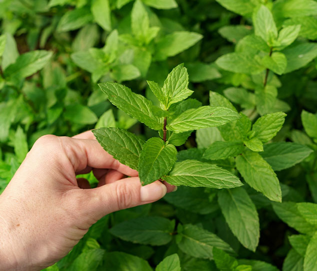 Natural Toothpaste Rooted in Science and Transparency